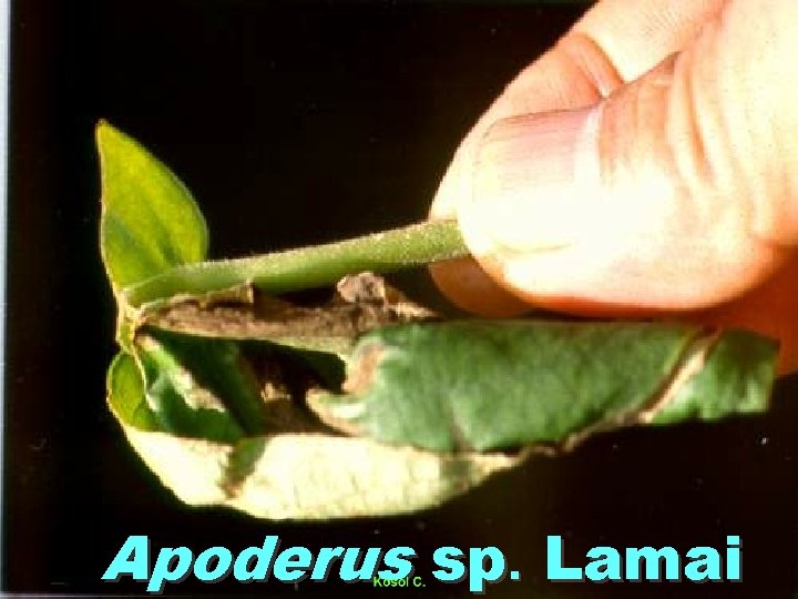 Apoderus sp. Lamai 