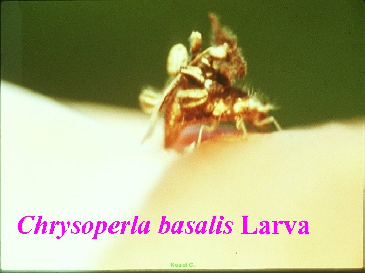 Chrysoperla basalis Larva 