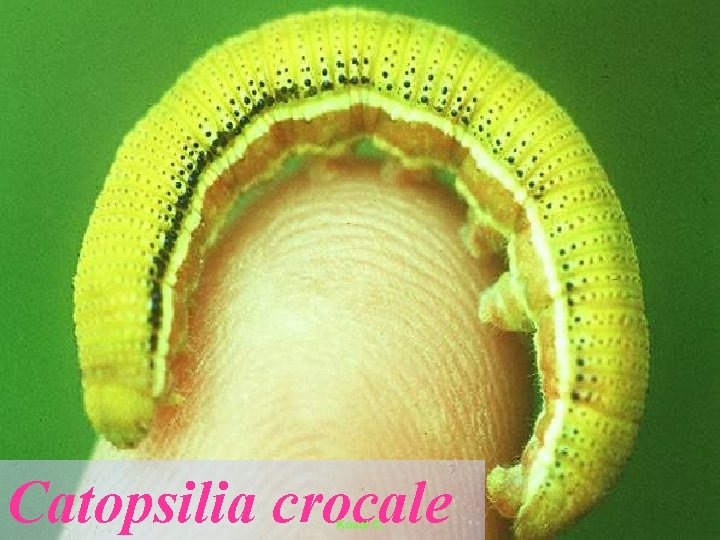Catopsilia crocale 