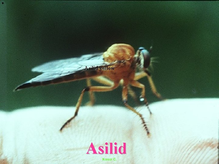 Asilid yellow Asilid 