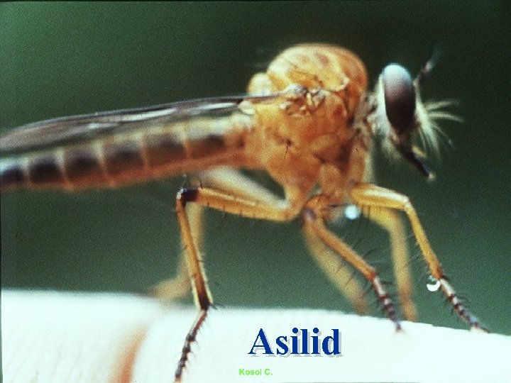 Asilid 