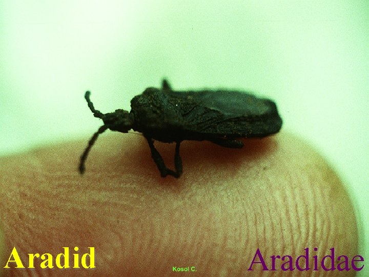 Aradidae 