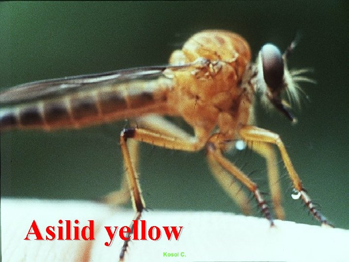 Asilid yellow 