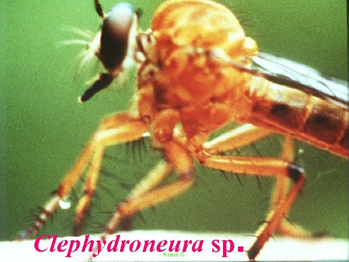 Clephydroneura sp. 