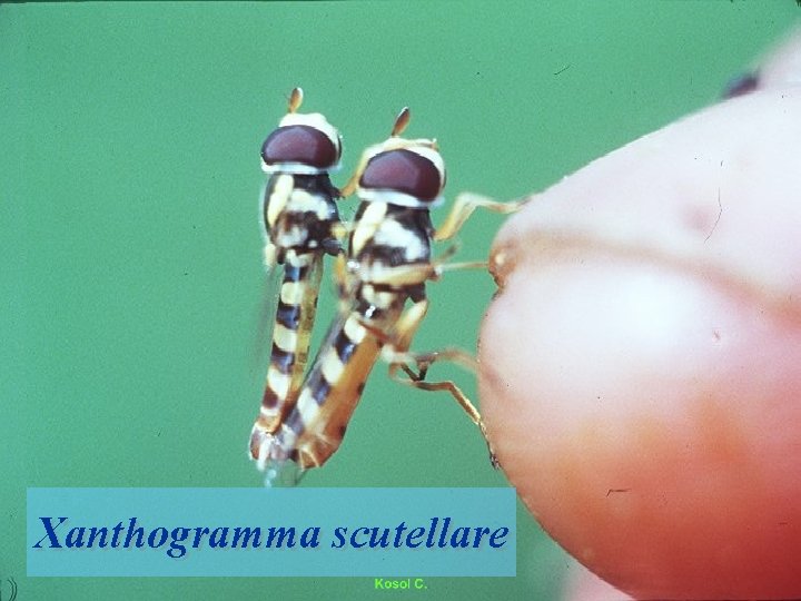 Xanthogramma scutellare 