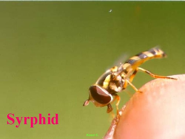 Syrphid 