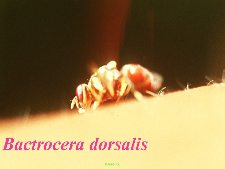 Bactrocera dorsalis 