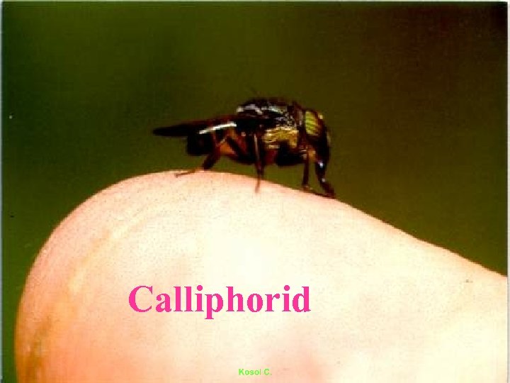 Calliphorid 