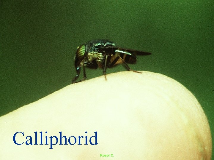 Calliphorid 