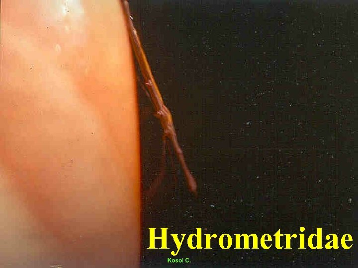 Hydrometridae 