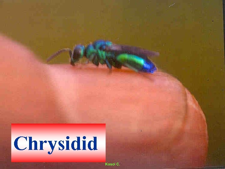 Chrysidid 