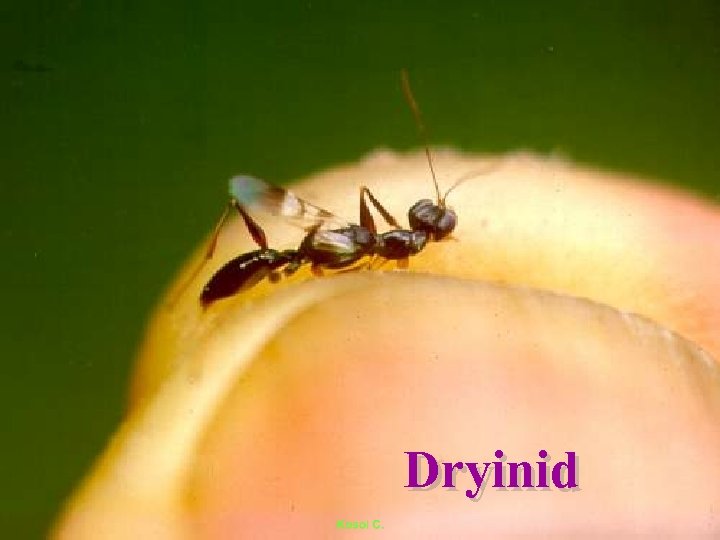 Dryinid 