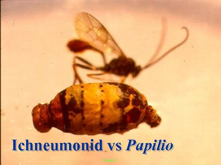 Ichneumonid vs Papilio 