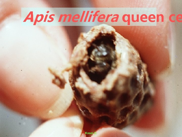 Apis mellifera queen ce 