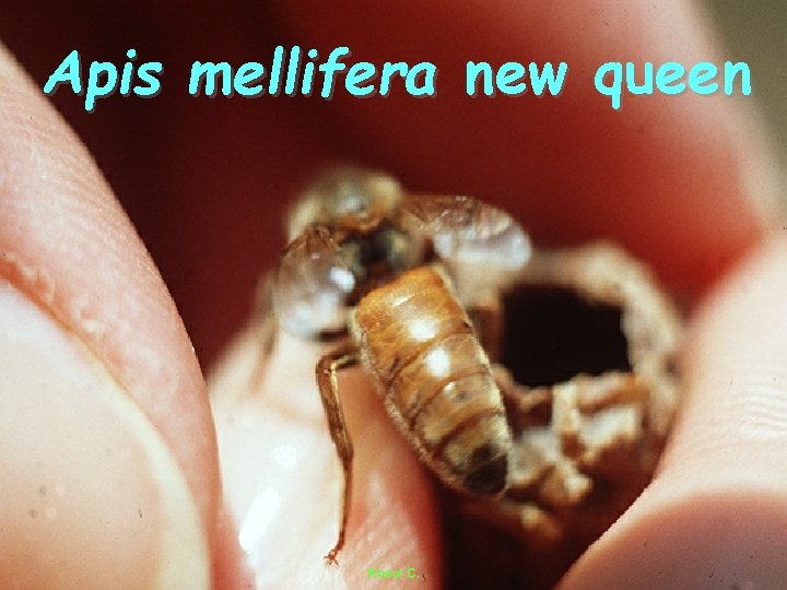 Apis mellifera new queen 