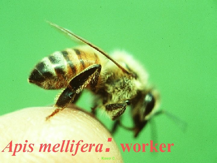Apis mellifera: worker 