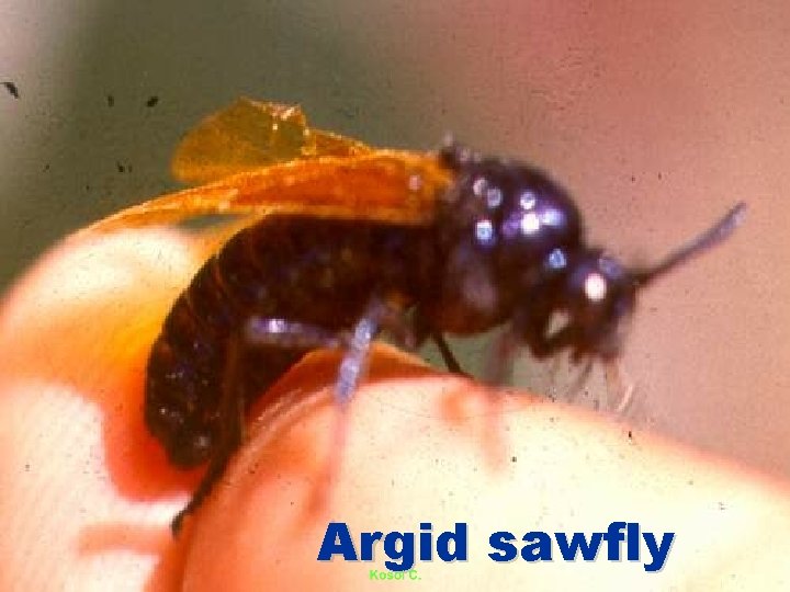 Argid sawfly 