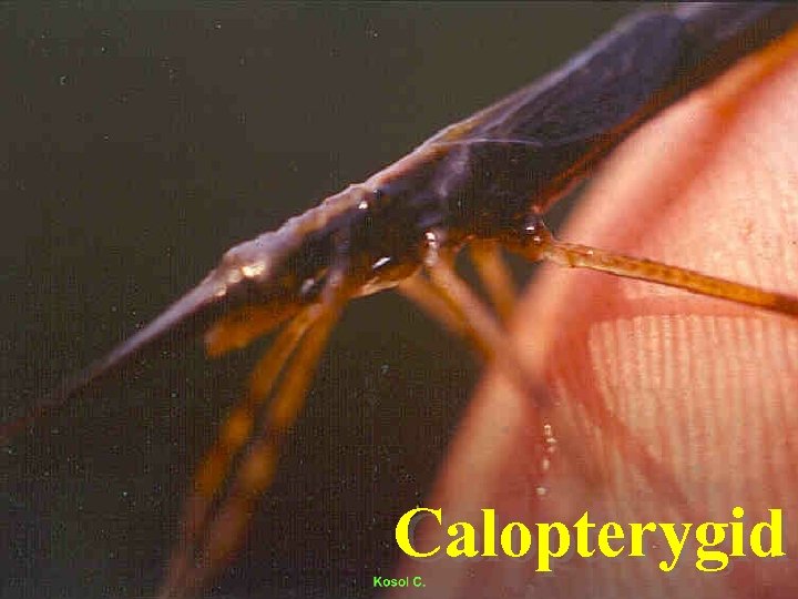 Calopterygid 