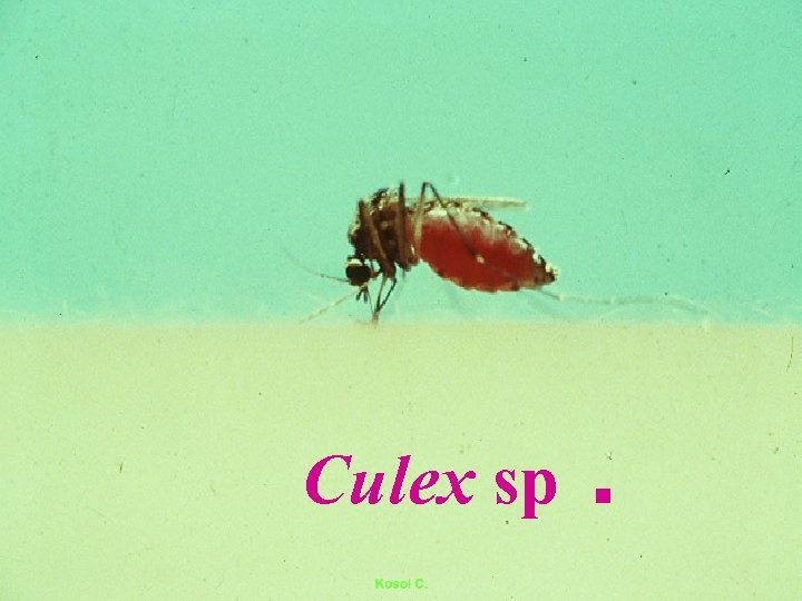 Culex sp. 