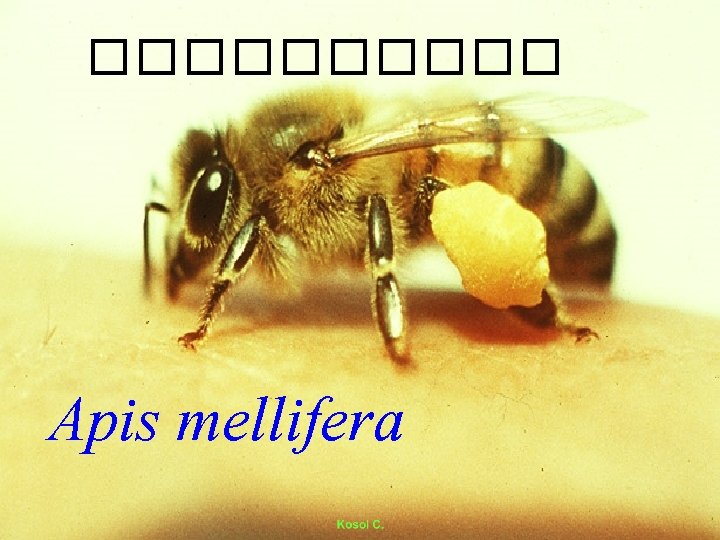 ����� Apis mellifera 