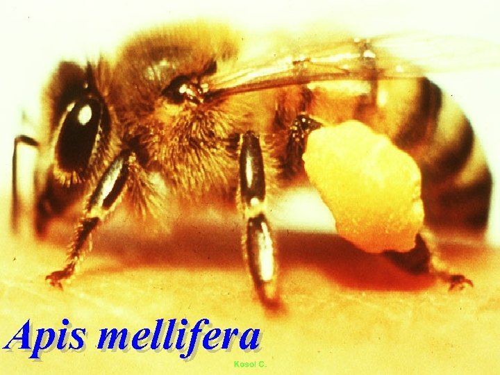 Apis mellifera 