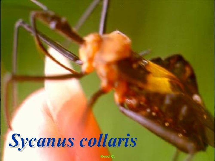 Sycanus collaris 