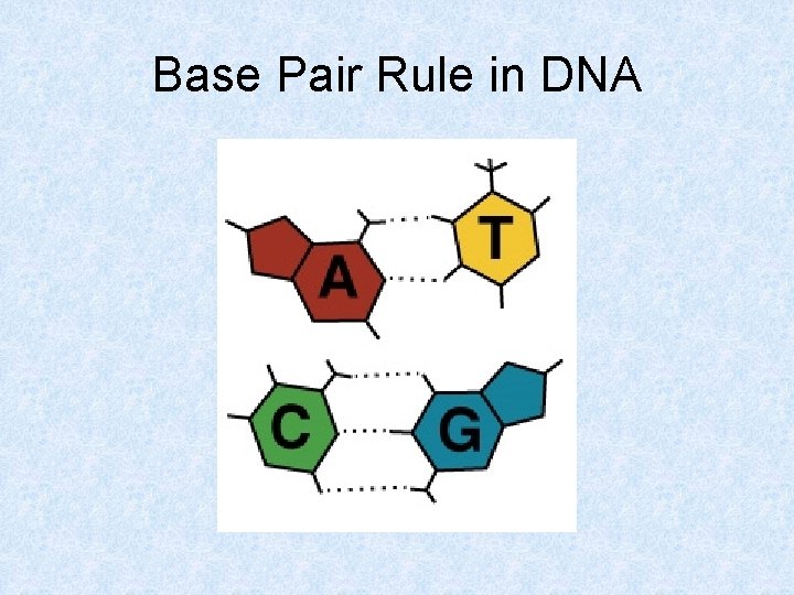 Base Pair Rule in DNA 