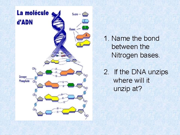 1. Name the bond between the Nitrogen bases. 2. If the DNA unzips where