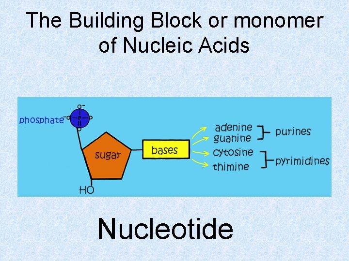 The Building Block or monomer of Nucleic Acids Nucleotide 