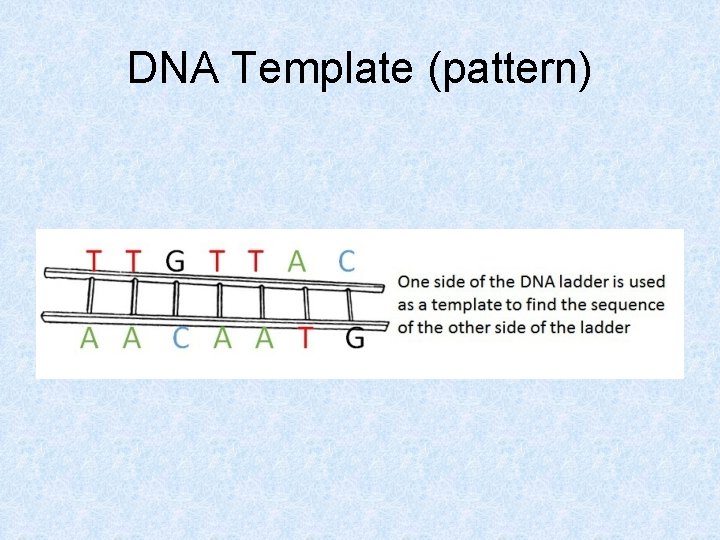 DNA Template (pattern) 