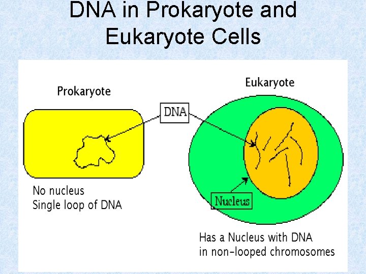 DNA in Prokaryote and Eukaryote Cells 