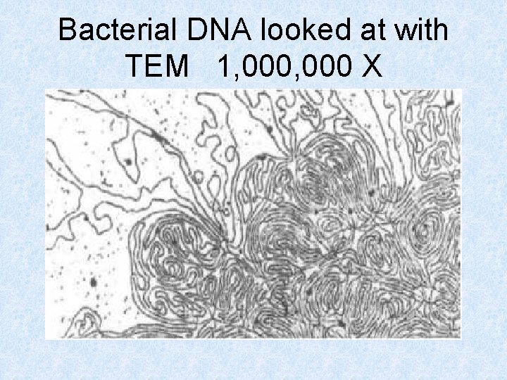 Bacterial DNA looked at with TEM 1, 000 X 