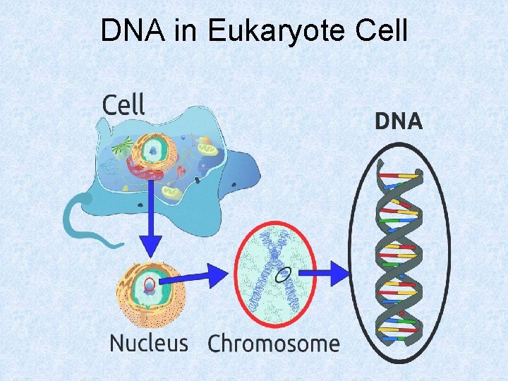 DNA in Eukaryote Cell 