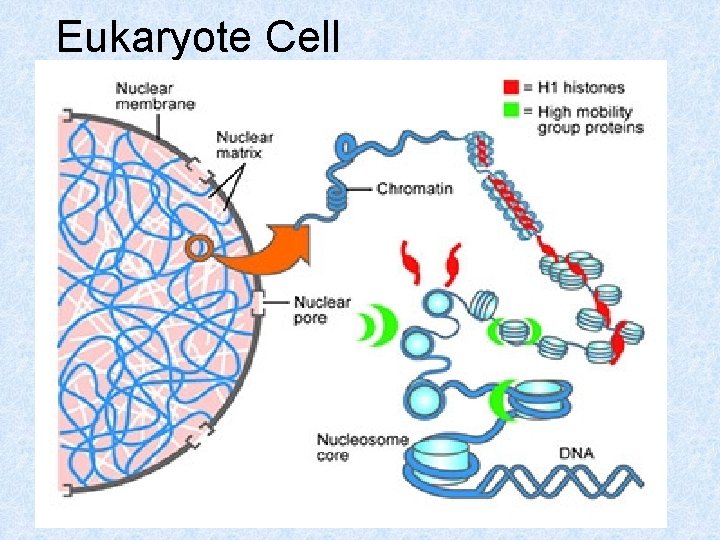 Eukaryote Cell 