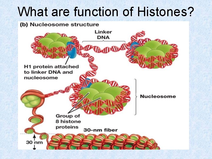 What are function of Histones? 