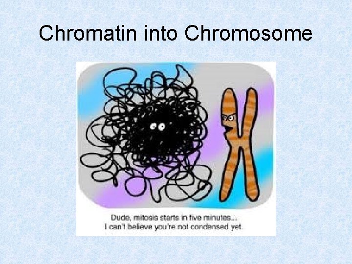 Chromatin into Chromosome 