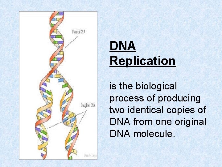 DNA Replication is the biological process of producing two identical copies of DNA from