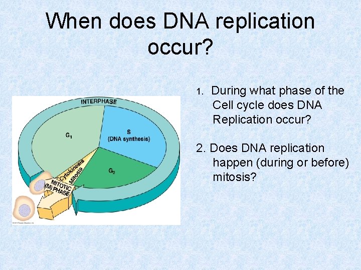 When does DNA replication occur? 1. During what phase of the Cell cycle does