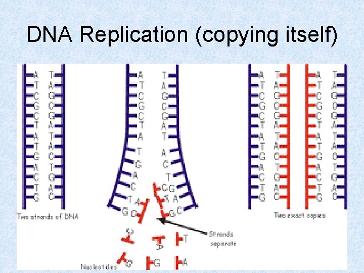 DNA Replication (copying itself) 