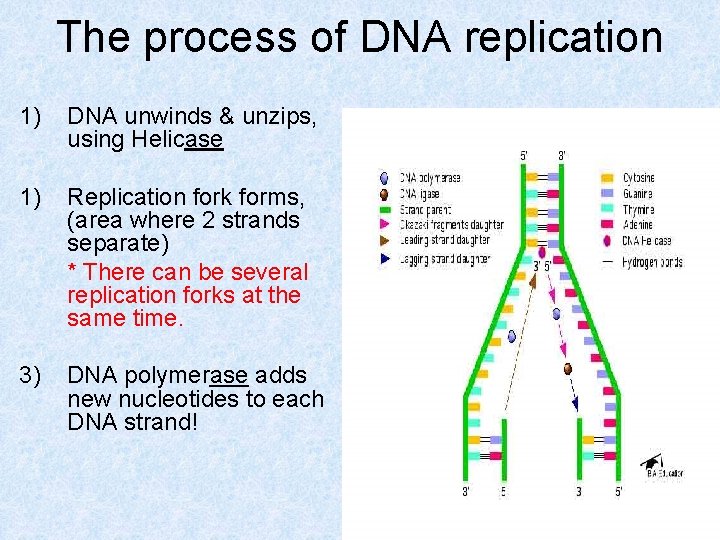 The process of DNA replication 1) DNA unwinds & unzips, using Helicase 1) Replication