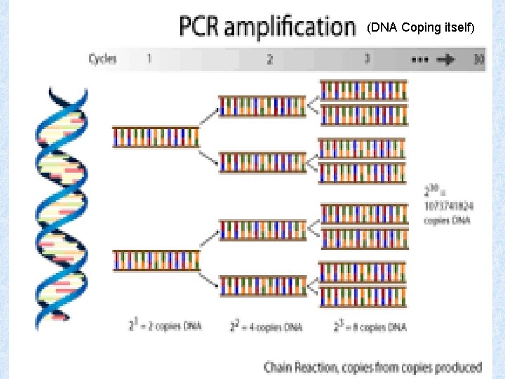 (DNA Coping itself) 