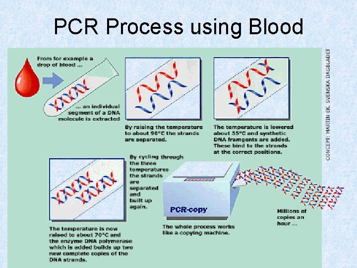 PCR Process using Blood 