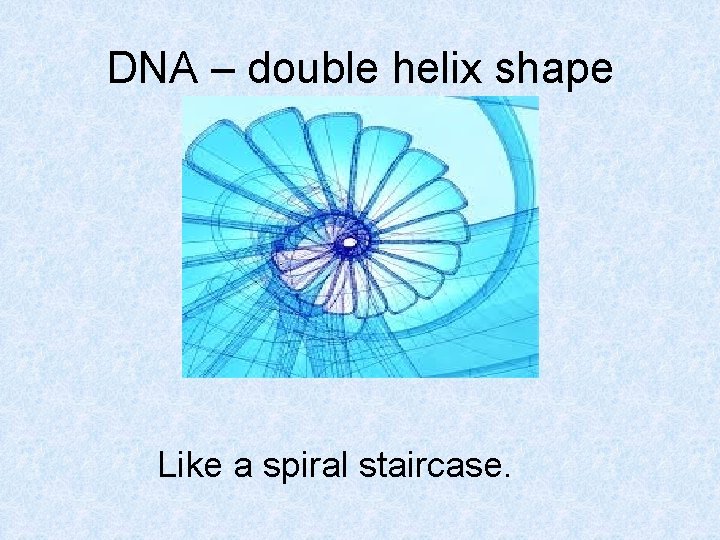 DNA – double helix shape Like a spiral staircase. 