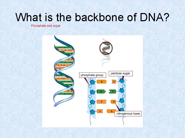 What is the backbone of DNA? Phosphate and sugar 