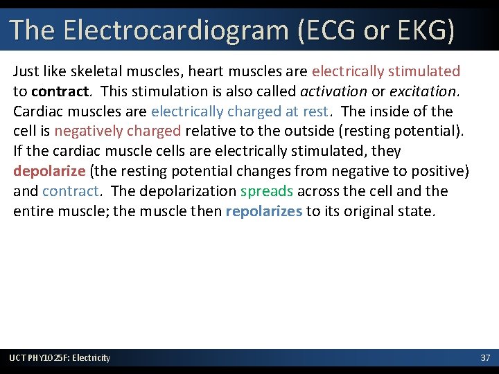 The Electrocardiogram (ECG or EKG) Just like skeletal muscles, heart muscles are electrically stimulated