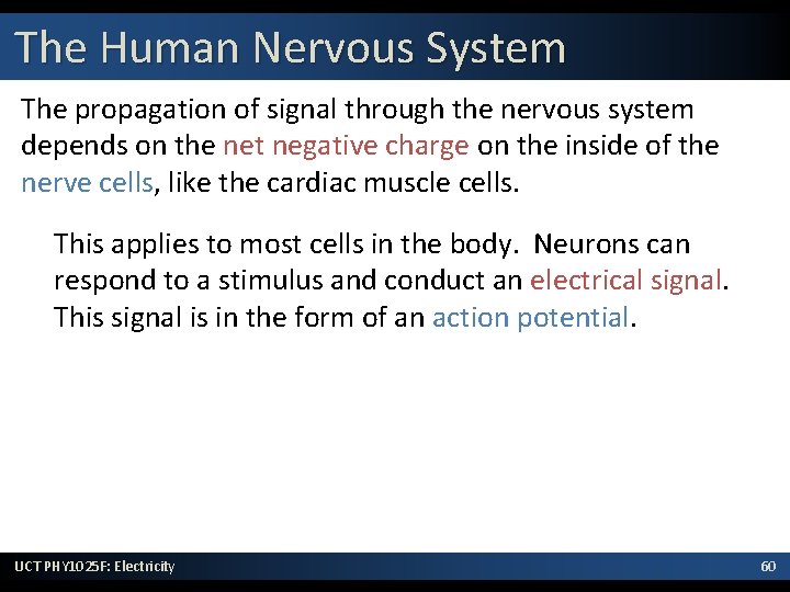 The Human Nervous System The propagation of signal through the nervous system depends on