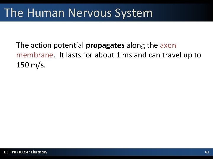 The Human Nervous System The action potential propagates along the axon membrane. It lasts