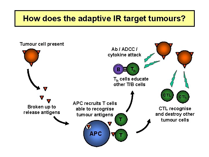 How does the adaptive IR target tumours? Tumour cell present Ab / ADCC /