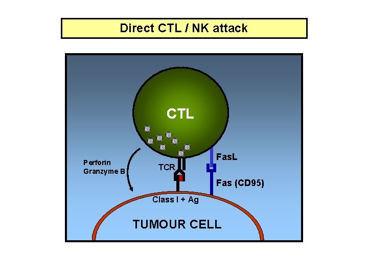 Direct CTL / NK attack CTL Perforin Granzyme B Fas. L TCR Fas (CD