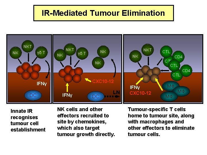 IR-Mediated Tumour Elimination NKT γδ T NK NKT NK γδ T CTL NK CD